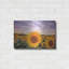Luxe «Sunflower Sunset» par Donnie Quille «Sunflower Sunset» par Donnie Quillen-101629526
