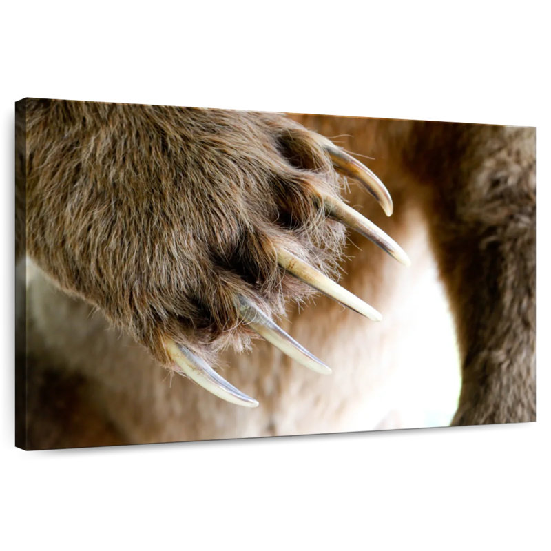 Brampt Bear Claws, 8'' H x 12'' W