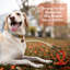 Accessoire pour ancrage pour chien Dayamine Accessory-87498195-122846123