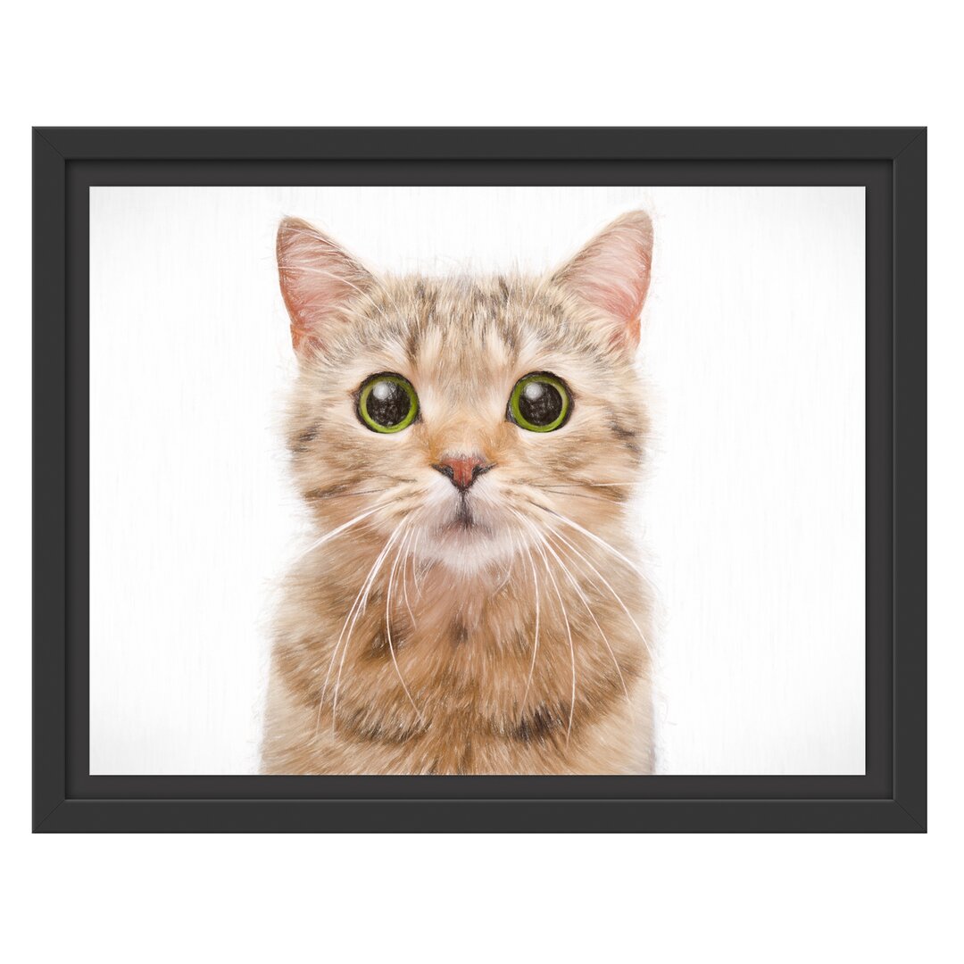 Gerahmtes Wandbild Katze Scottish Straight