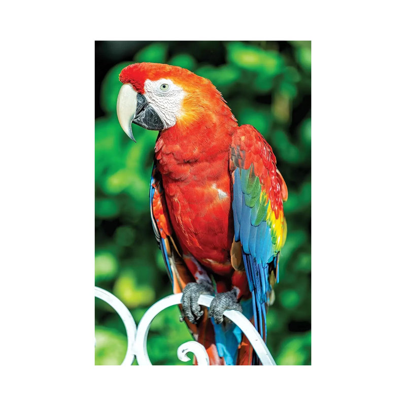 Macaw I 1 Piece Wrapped Canvas Wall Art, 20.32 cm H x 30.48 cm W