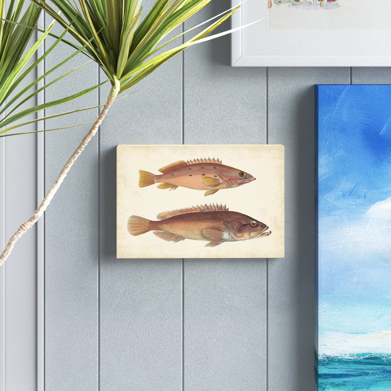 Antique Fish Species II - Painting Print, 20cm H x 30cm W, Wrapped Canvas