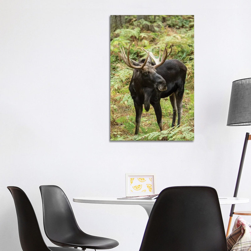 Bull Moose In Northwest Trek Wildlife Park, Eatonville, Washington, USA by Janet Horton - Wrapped Canvas Print