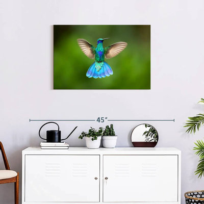 Brampt Flying Violetear Hummingbird