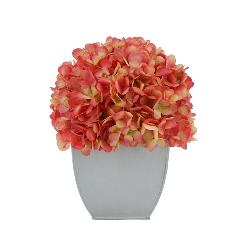 Arrangements floraux d'hortensias en pot, Corail