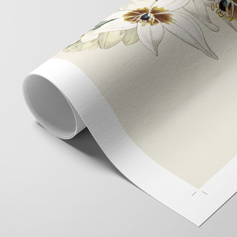 Flore Albo I - Impression sur toile seulement - NON-CADRE, H 18 po x l 12 po