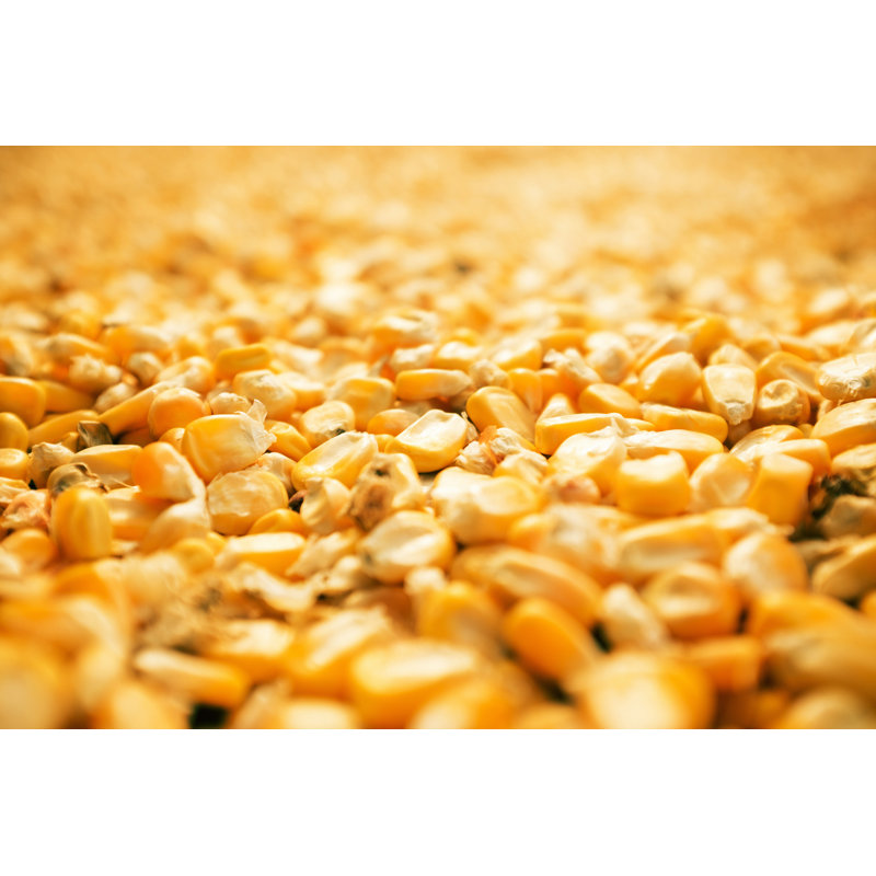 Fond de grains de maïs par Hudiemm, H 8 po x l 12 po