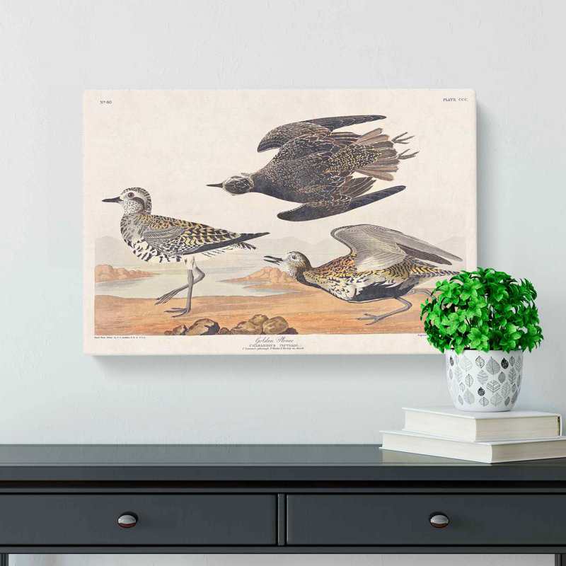 Golden Plover Birds by John Audubon - Wrapped Canvas, 35cm H x 50cm W x 3cm D
