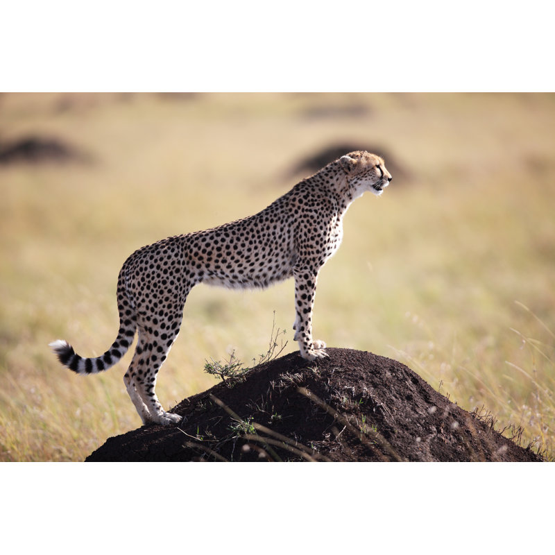 Guépard chassant par GP232, H 32 po x l 48 po