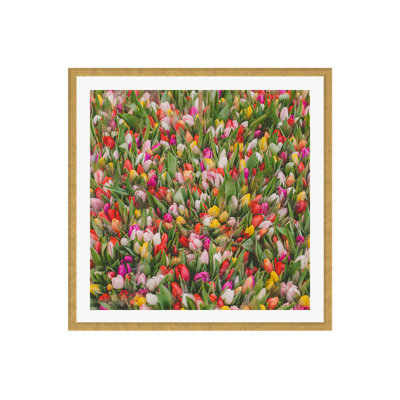 Thyrome "Rainbow Tulips" Print by Hello Twiggs
