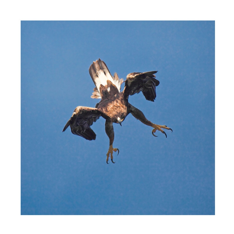 Gianfranco Barbieri Golden Eagle Canvas Art, H 14 po x l 14 po