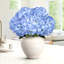 Hortensia de luxe-202412971