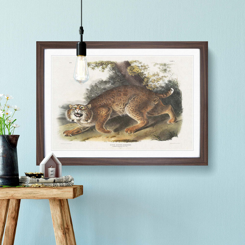 American Wildcat by J.W. Audubon - Single Picture Frame Painting, 45cm H x 63cm W x 2cm D, Walnut Framed