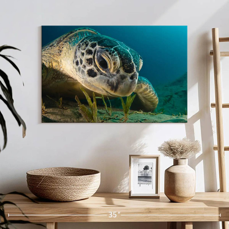 Brampt Sea Turtle Close Up, 16" H x 24" W