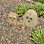 Pierre Boulder 8 po Stone Age Creations