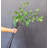 33" Cherry Leaf Arrangement(Set Of 5)