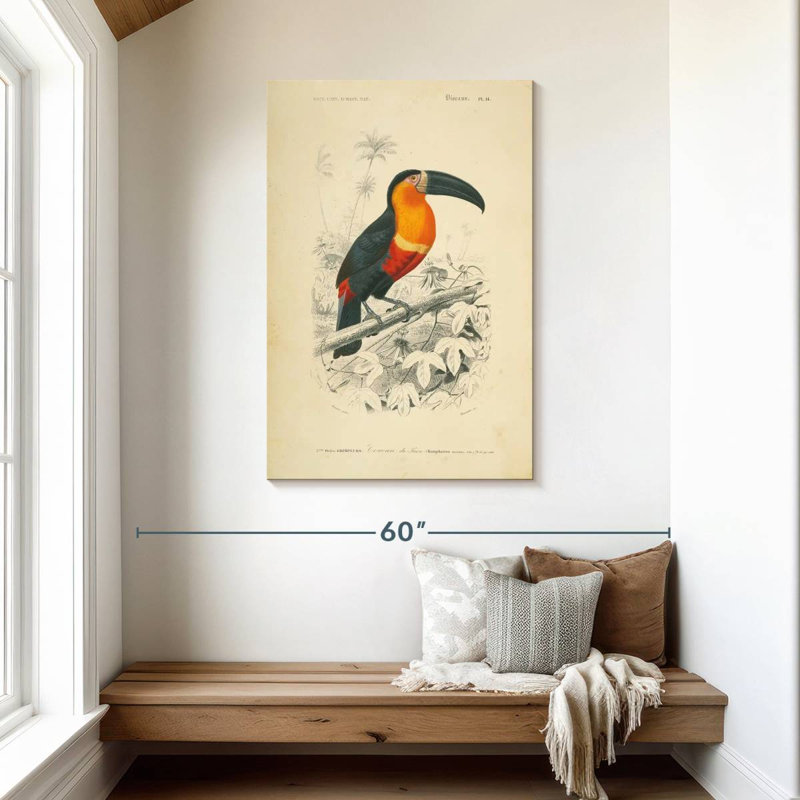 Brampt Toucan Du Para, 45" H x 30" W