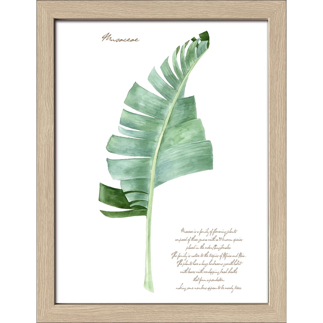 Gerahmtes Poster Green Plant Leaf II