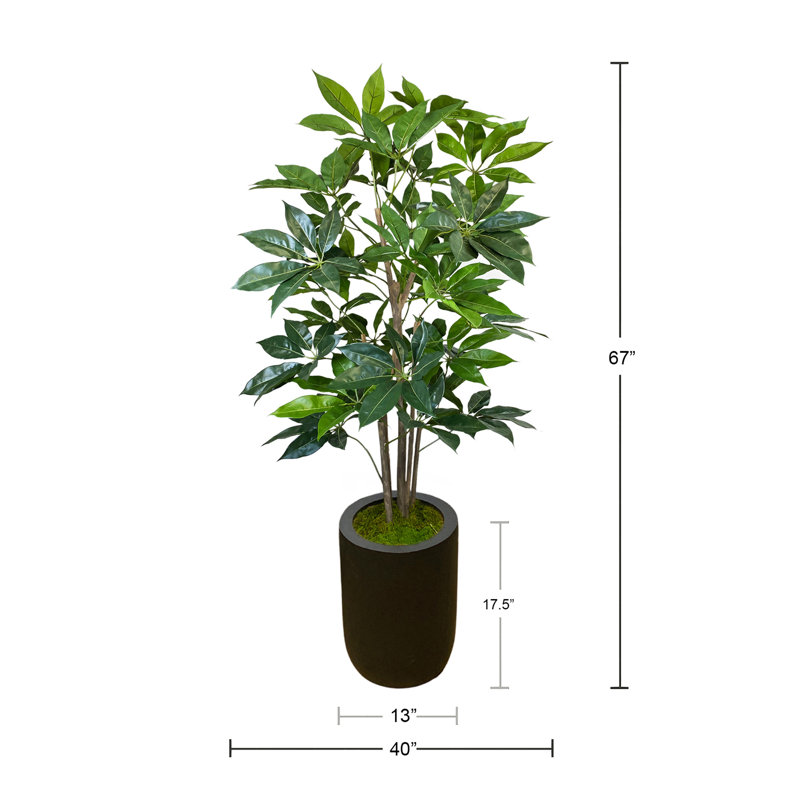 Arbre Schefflera en pot de Fiberstone
