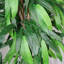 120cm Artificial Realistic Mango Plant / Tree.