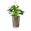 Deltini Pot Planter-16493042-16493045