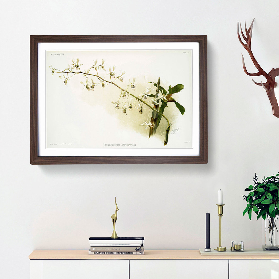 Magnolia Flowers Illustration Tab. 95 by Frederick Sander - Framed Print