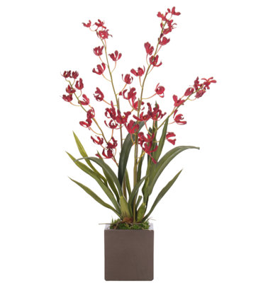 Orchid Vanda, Red, Concrete Cube, 16wx12dx31h