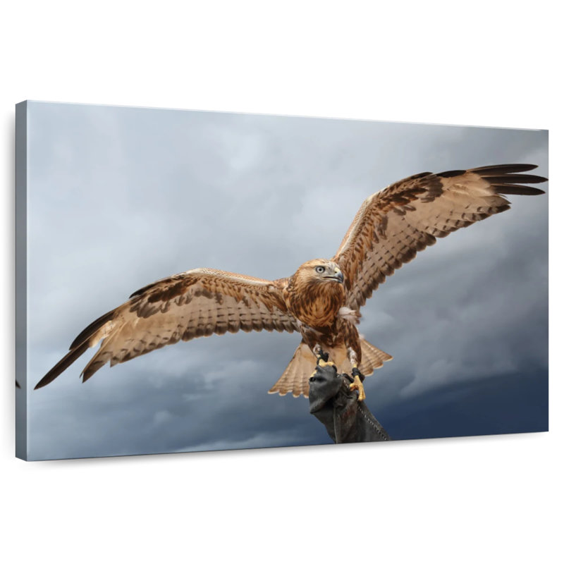Brampt Falcon On Gauntlet, 24" H x 36" W