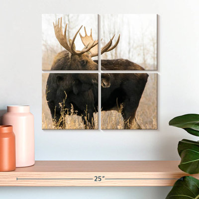 Brampt Wyoming Moose