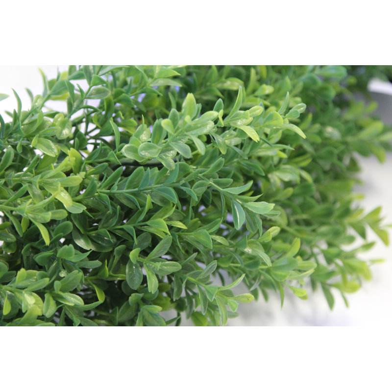 Fresh (Live) Fern 19'' Wreath
