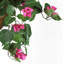 Bougainvillea Hanging Basket Arrangement in Basket