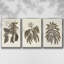 Sépia Botanical Journal VI 3 pièces-97711659-97711664
