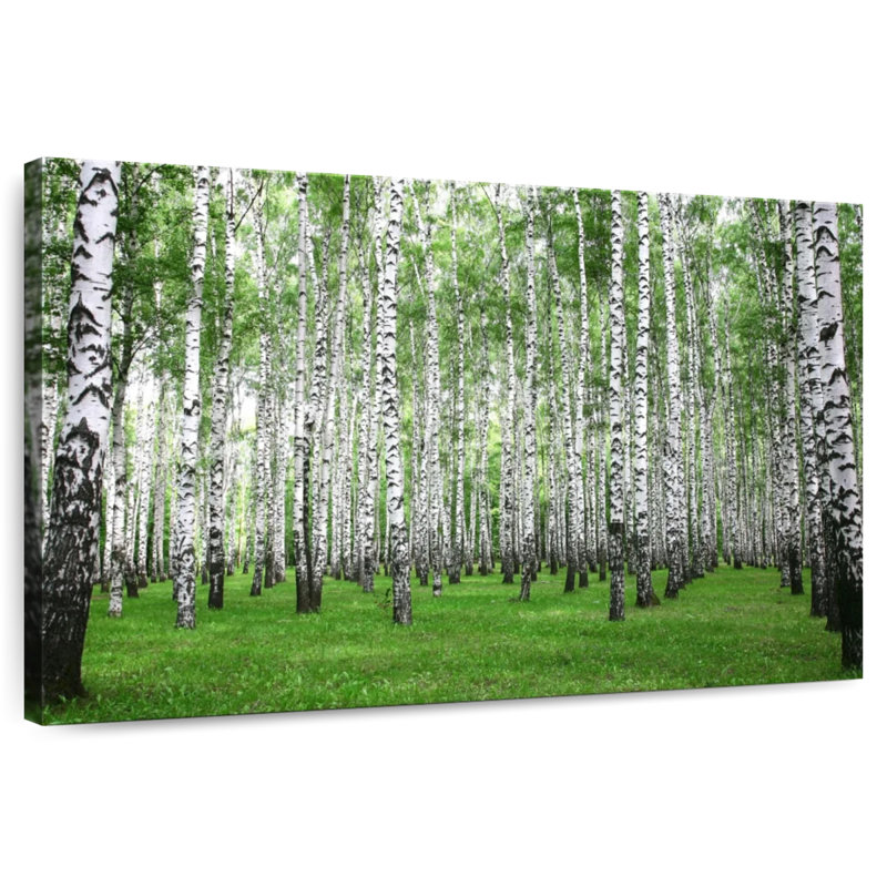 Alvord Birch Grove, 26" H x 39" W