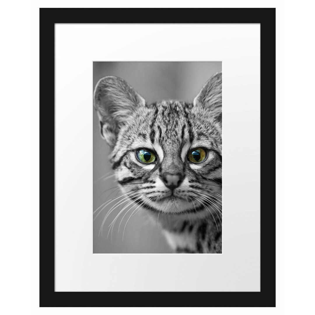 Gerahmtes Poster Kleine Bengalkatze