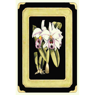 Orchidées sur fond noir II