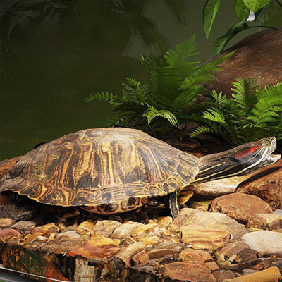 Turtle tank Turtle Platforms Large Acrylic Terrarium Platforms Aquarium Water Turtle Sunbathing Accessories For Reptiles And Amphibians