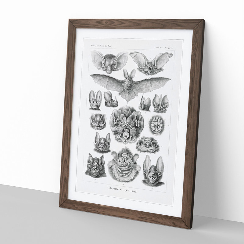 Study of Bats by Ernst Haeckel - Picture Frame Graphic Art, 65cm H x 48cm W x 2cm D, Walnut Framed