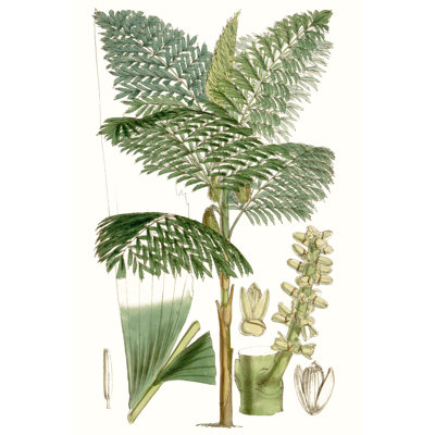 Curtis Palms II