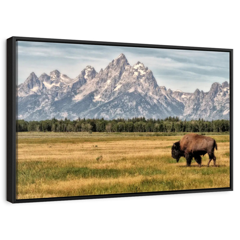 Bull Bison à Grand Teton, 25 po x 17 po, Cadre flottant noir