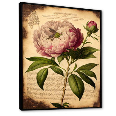 Pivoine rétro rose et blanche - reproduction sur toile