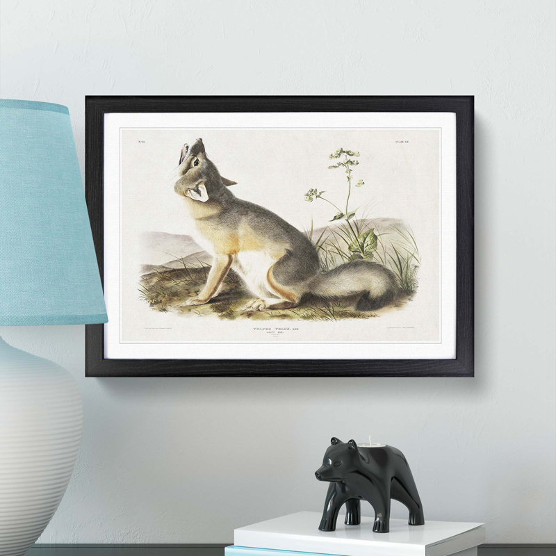 Swift Fox by J.W. Audubon - Picture Frame Art Prints, 36cm H x 48cm W x 2cm D, Black Framed