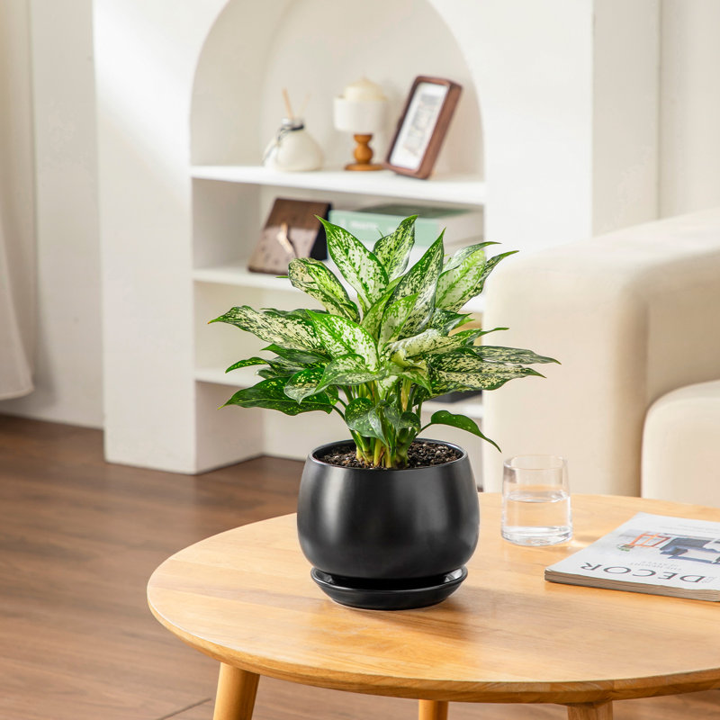 TYHPOT Ceramic Pot Planter, Black