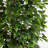Ficus Artificial Tree
