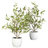 Olive Tree with Vase