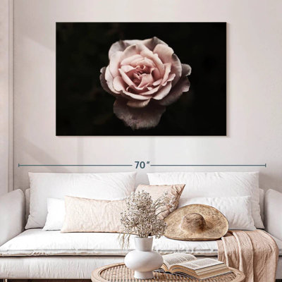 Rose œillet Harnek