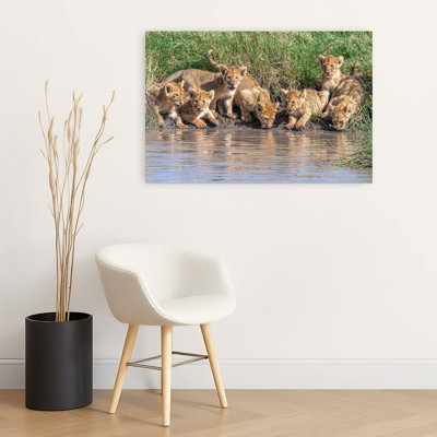 Lion Cubs At Water Playful Contemporary Cat Lion Nature Wildlife Wall Art Print by Jeffrey C. Sink - 1 Piece Wrapped Canvas Wall Art