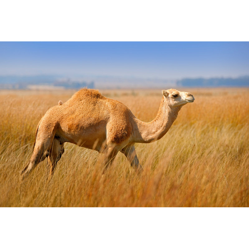 Arabian Camel - Photographie sur toile tendue, H 8 po x l 12 po