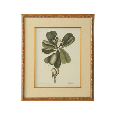 Catesby Bird And Botanical III Print