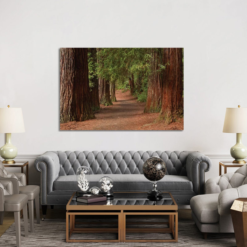 Walking Track Through The Redwoods (Whakarewarewa Forest), Rotorua, North Island, New Zealand by David Wall - Wrapped Canvas Print