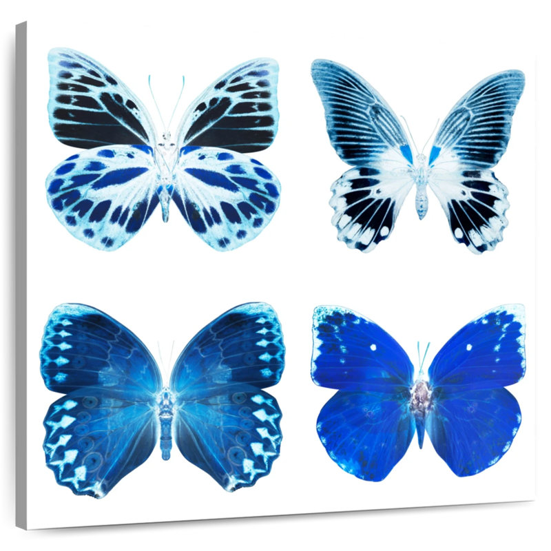 Radiographie de Brampt Miss Butterfly - bleu, H 24 po x l 24 po